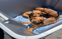 Miniature Dachshund dogs for sale: Twins - Image 12