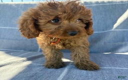 Cavapoo dogs for sale: Queen - Image 3