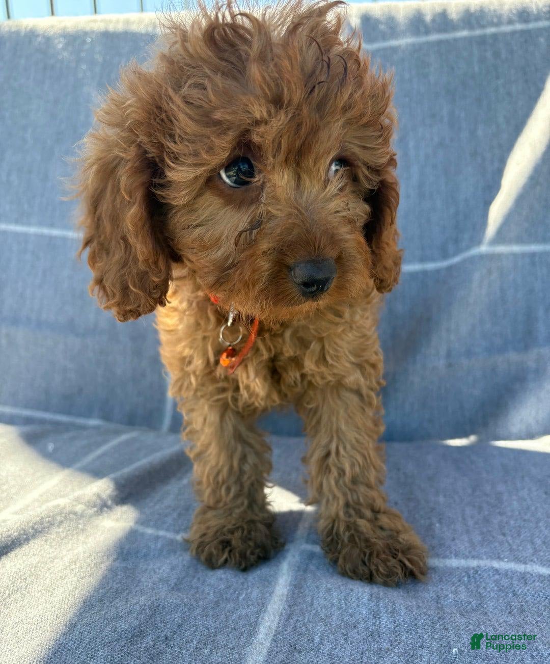 Cavapoo dogs for sale: Queen - Image 3