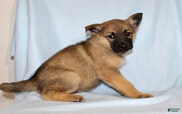 German Shepherd dogs for sale: Treva - Image 5