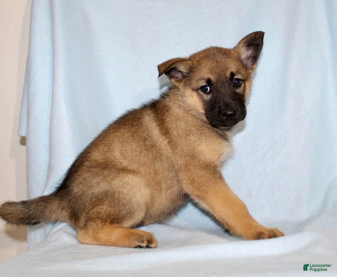 German Shepherd dogs for sale: Treva - Image 5