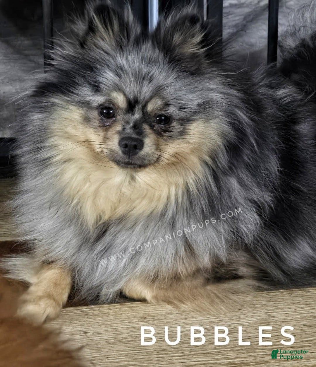 Pomeranian dogs for sale: Zara - Akc - Orange Sable Merle - Image 8