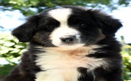 Australian Shepherd dogs for sale: Bear - Image 4