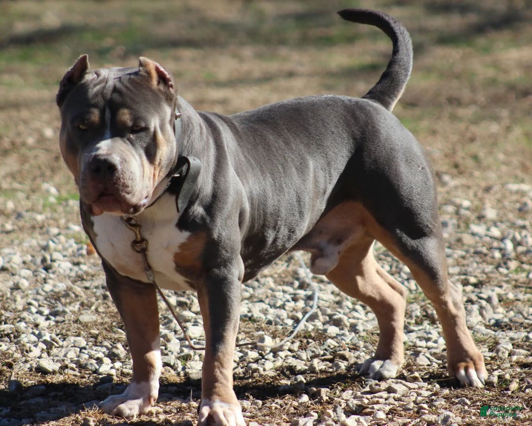 American Bully dogs for sale: Socks - Image 125
