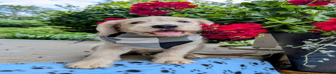 Cooper
