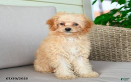 Bichpoo dogs for sale: Jasper - Image 8