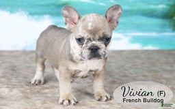 French Bulldog dogs for sale: Vivian - Image 1