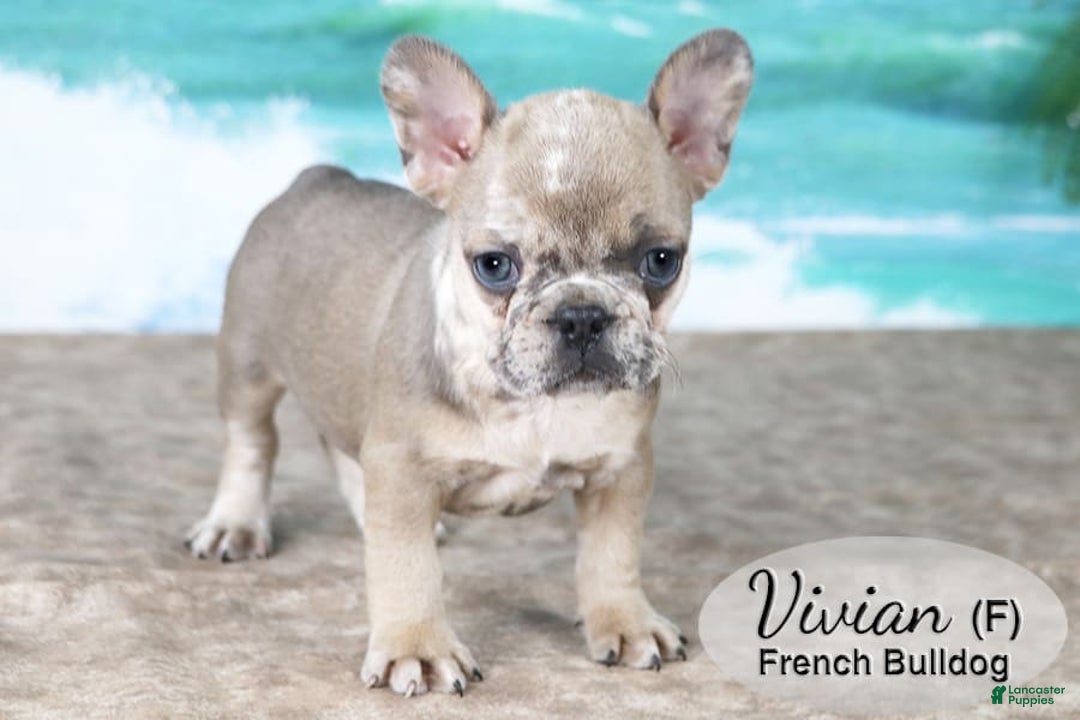 French Bulldog dogs for sale: Vivian - Image 1