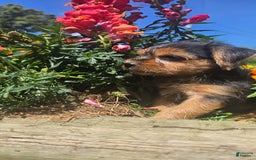 Yorkshire Terrier dogs for sale: Spike - Image 8