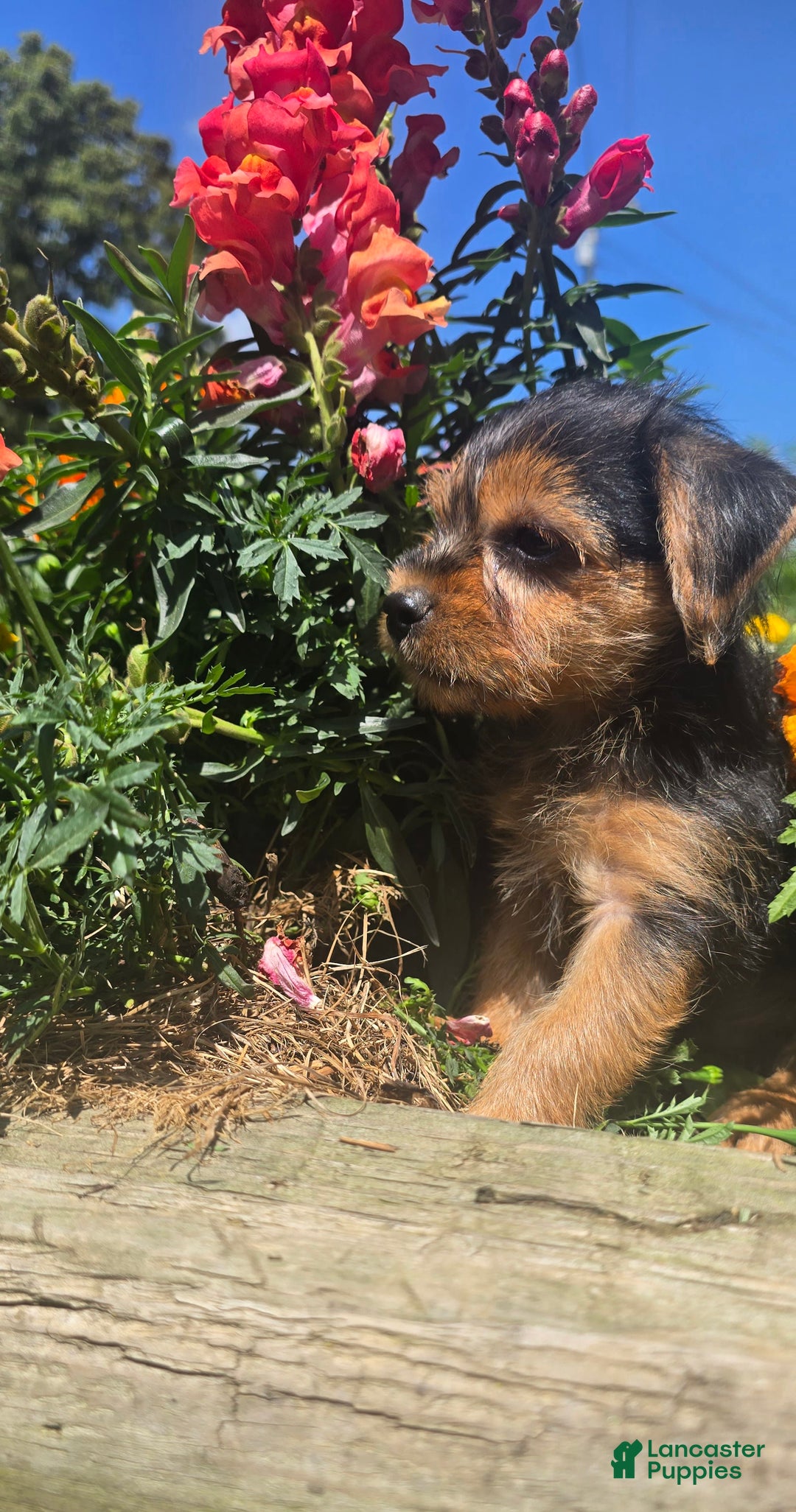 Yorkshire Terrier dogs for sale: Spike - Image 8