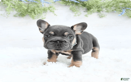 French Bulldog dogs for sale: Barbie - Image 4