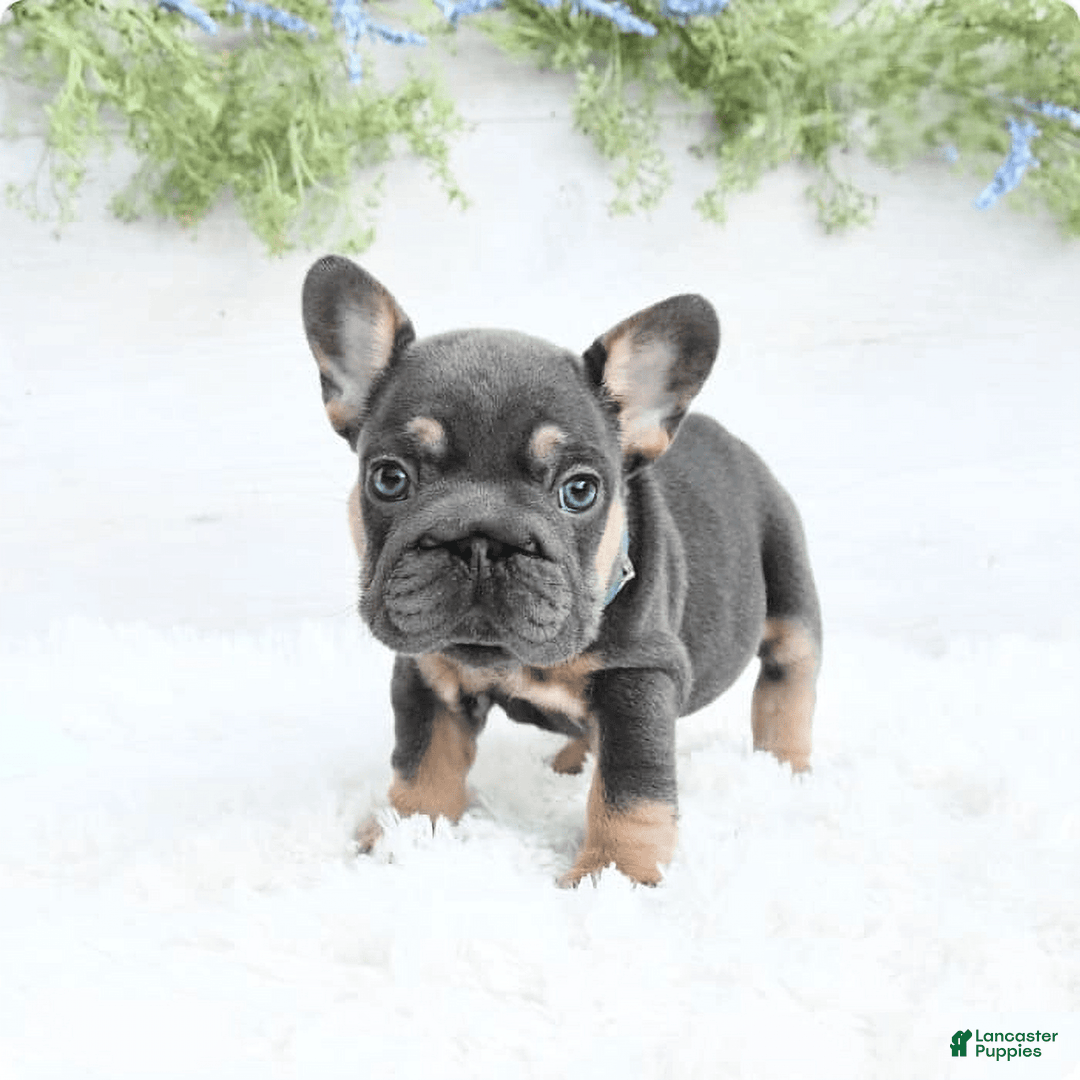 French Bulldog dogs for sale: Barbie - Image 4