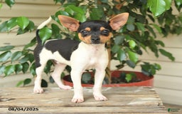 Rat Terrier dogs for sale: Tyler - Image 1