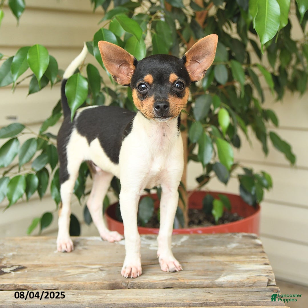 Rat Terrier dogs for sale: Tyler - Image 1