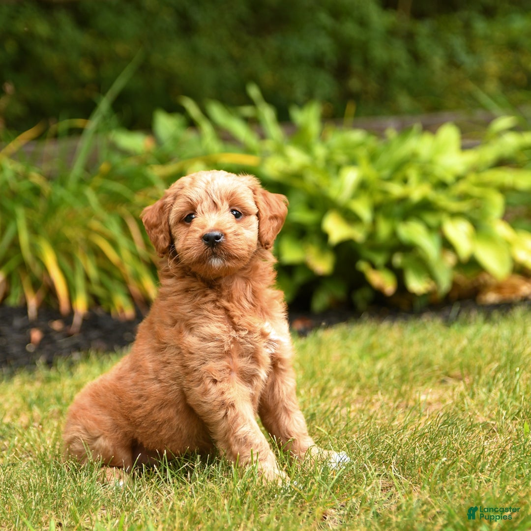 Mini Goldendoodle dogs for sale: Roxie - Image 2