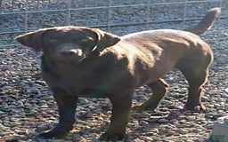 Labrador Retriever dogs for sale: Pink Collar - Image 2