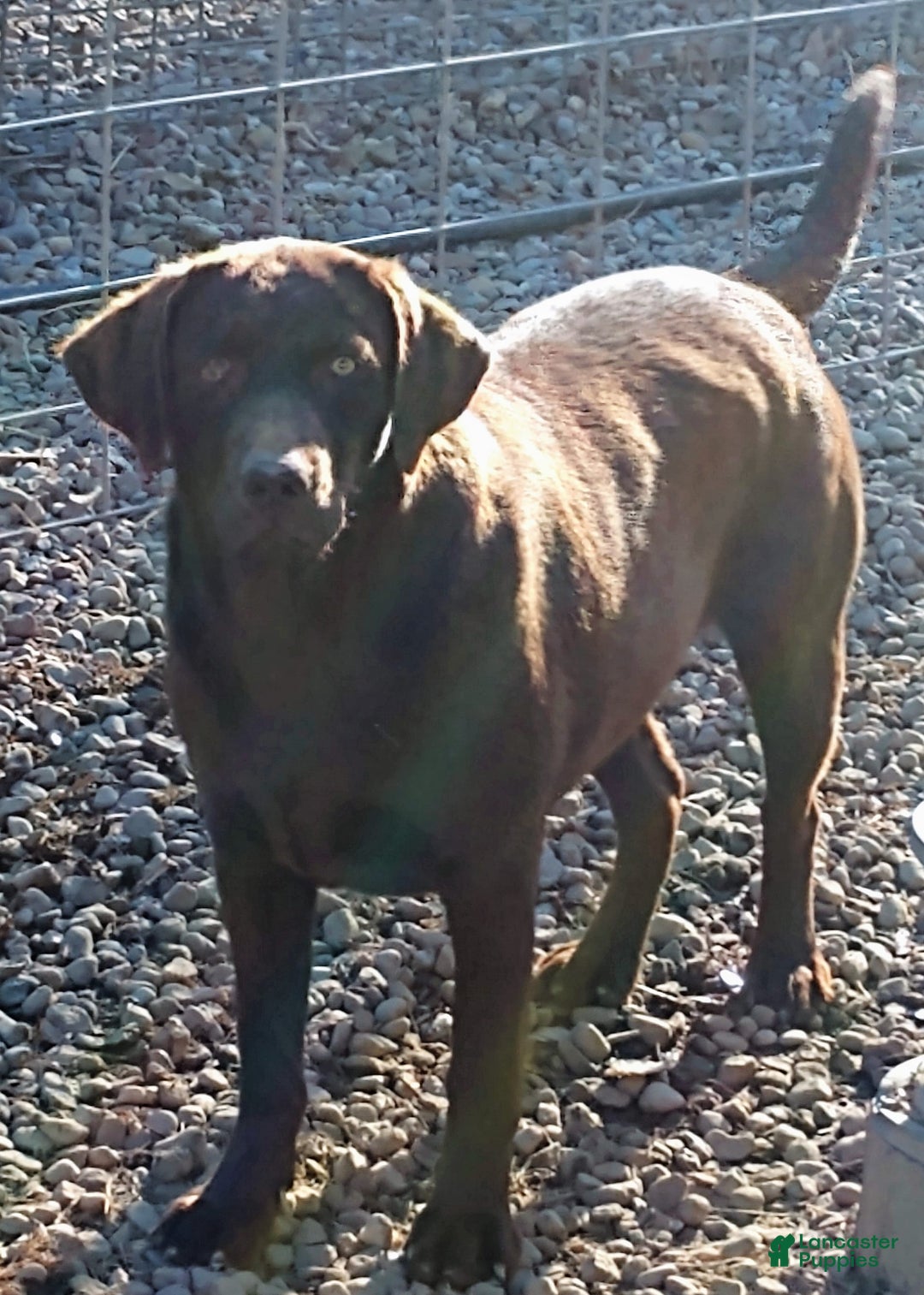 Labrador Retriever dogs for sale: Pink Collar - Image 2