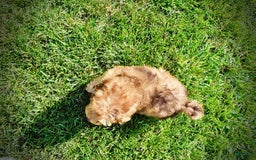 Havapoo dogs for sale: Fancy - Image 10