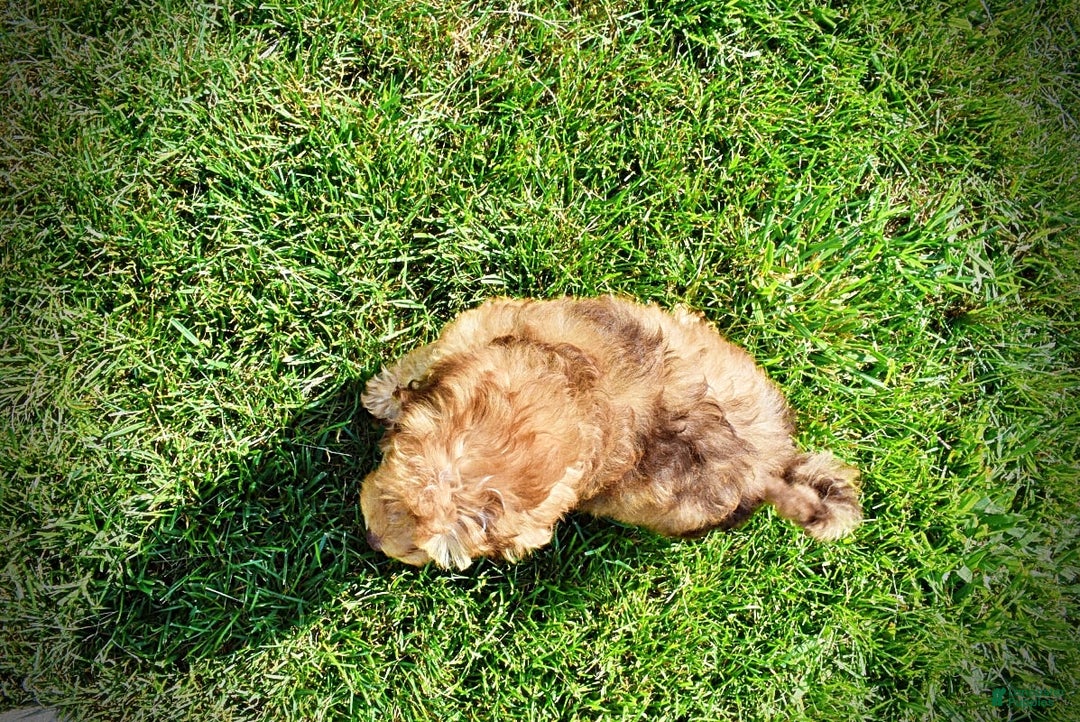 Havapoo dogs for sale: Fancy - Image 10