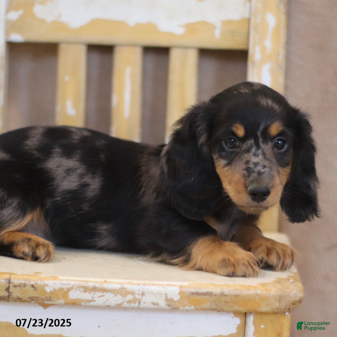 Miniature Dachshund dogs for sale: Kermit - Image 3