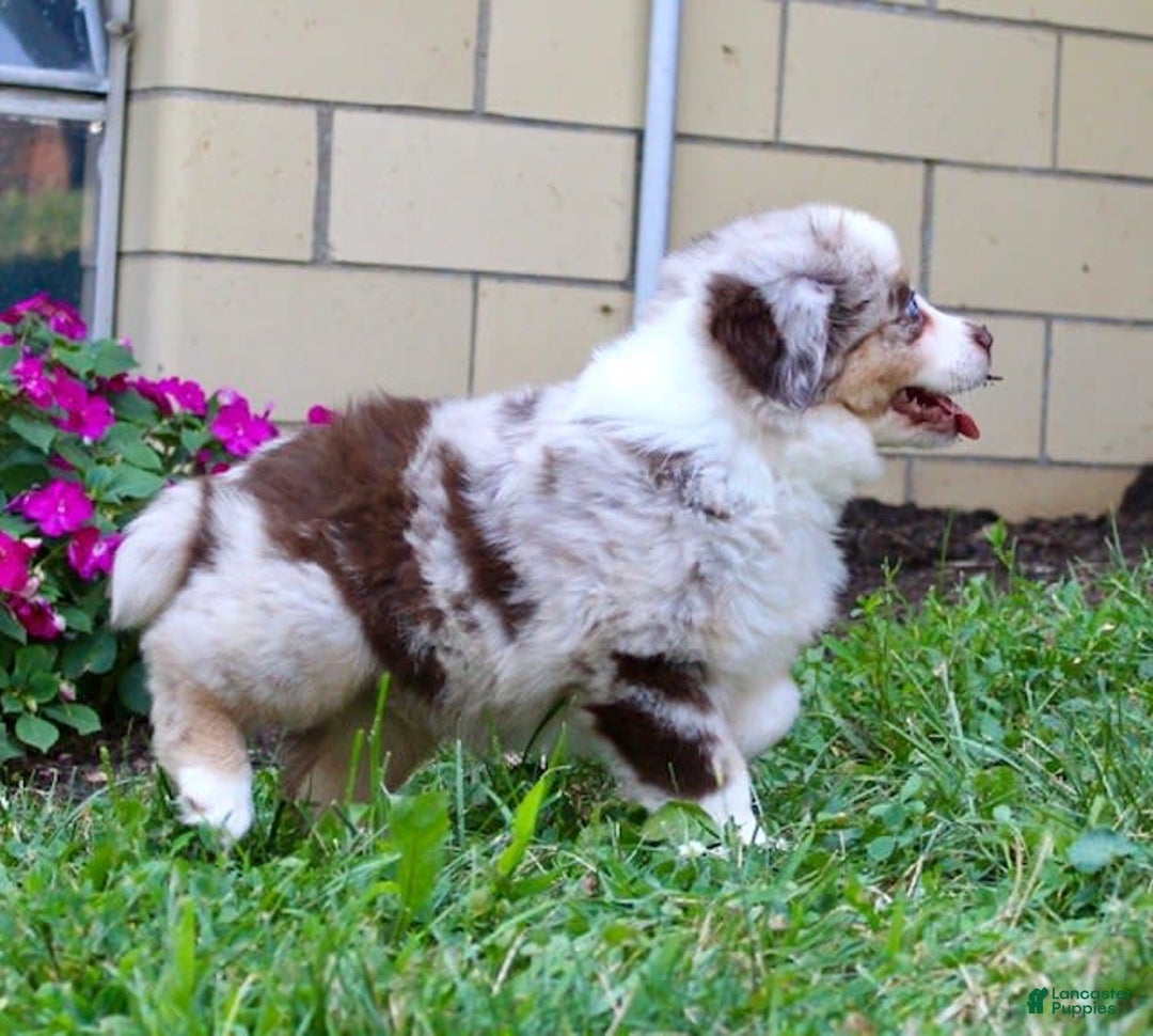 Miniature Australian Shepherd dogs for sale: Oakley - Image 3