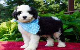 Sheepadoodle dogs for sale: Oreo - Image 1