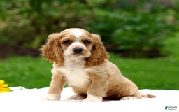 Cocker Spaniel dogs for sale: Tanner - Image 2