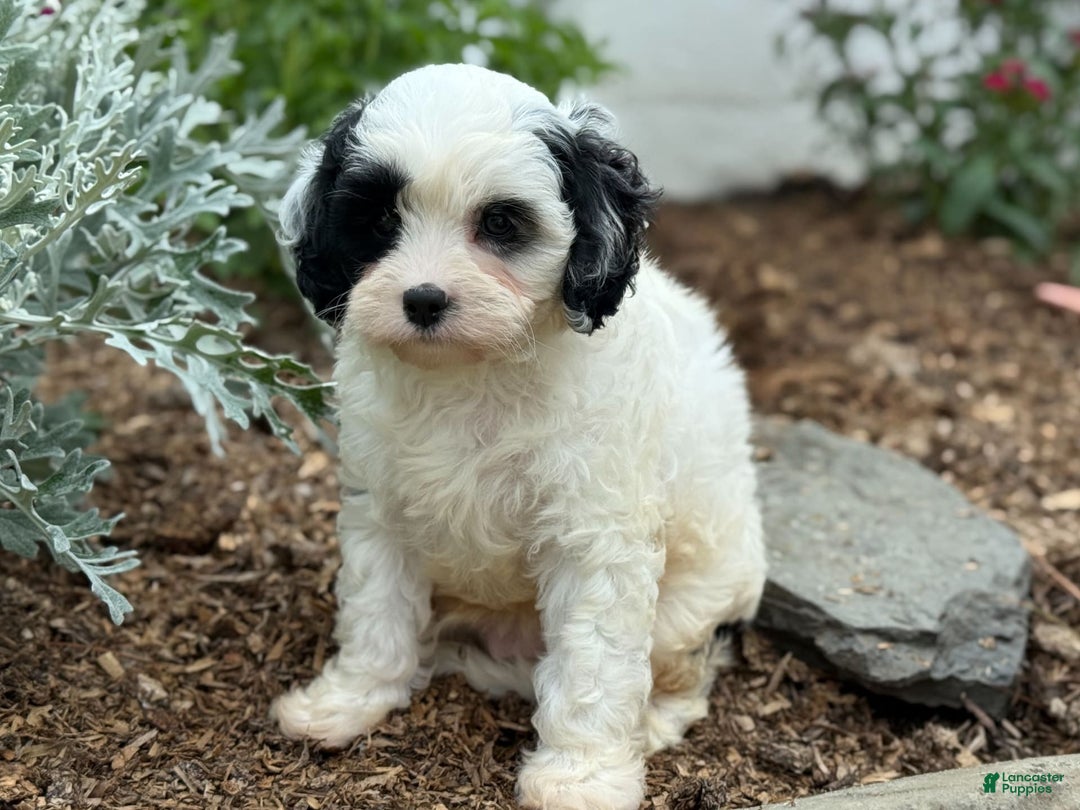 Cavapoo dogs for sale: Casper - Image 10