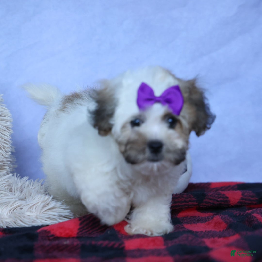 Shihpoo dogs for sale: Scarlett - Image 9
