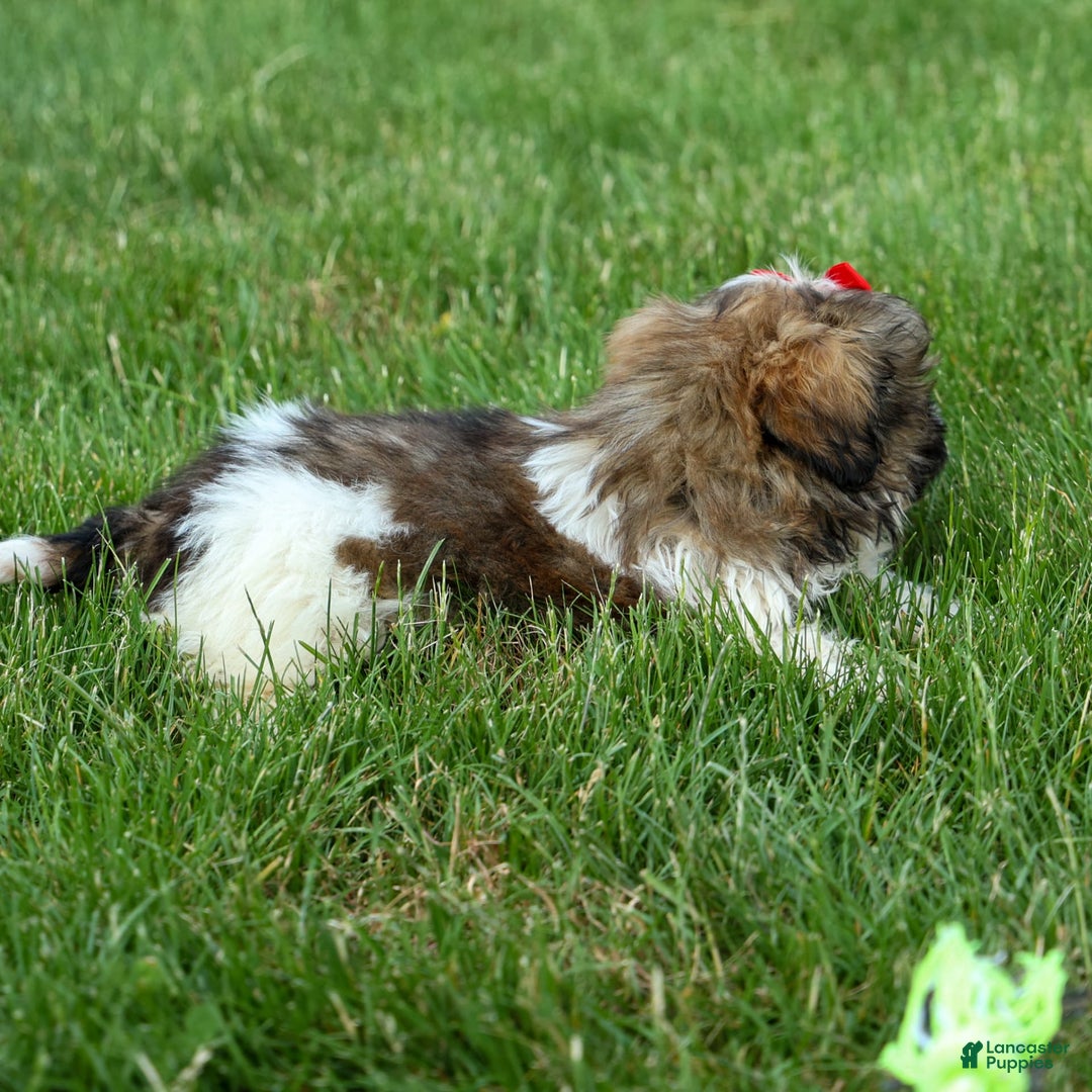 Shih Tzu dogs for sale: Lucky - Image 3