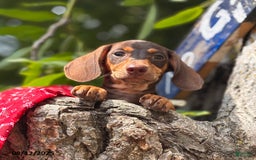 Miniature Dachshund dogs for sale: Mike - Image 1