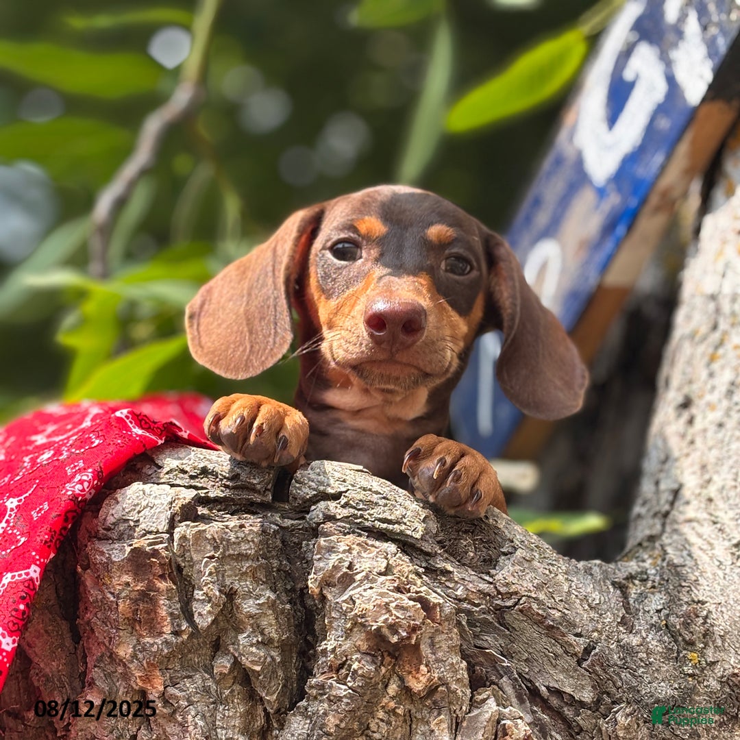 Miniature Dachshund dogs for sale: Mike - Image 1