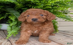 Mini Goldendoodle dogs for sale: Mini -lilly - Image 23