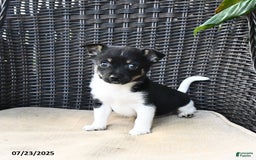 Pomeranian dogs for sale: Ninja - Image 2