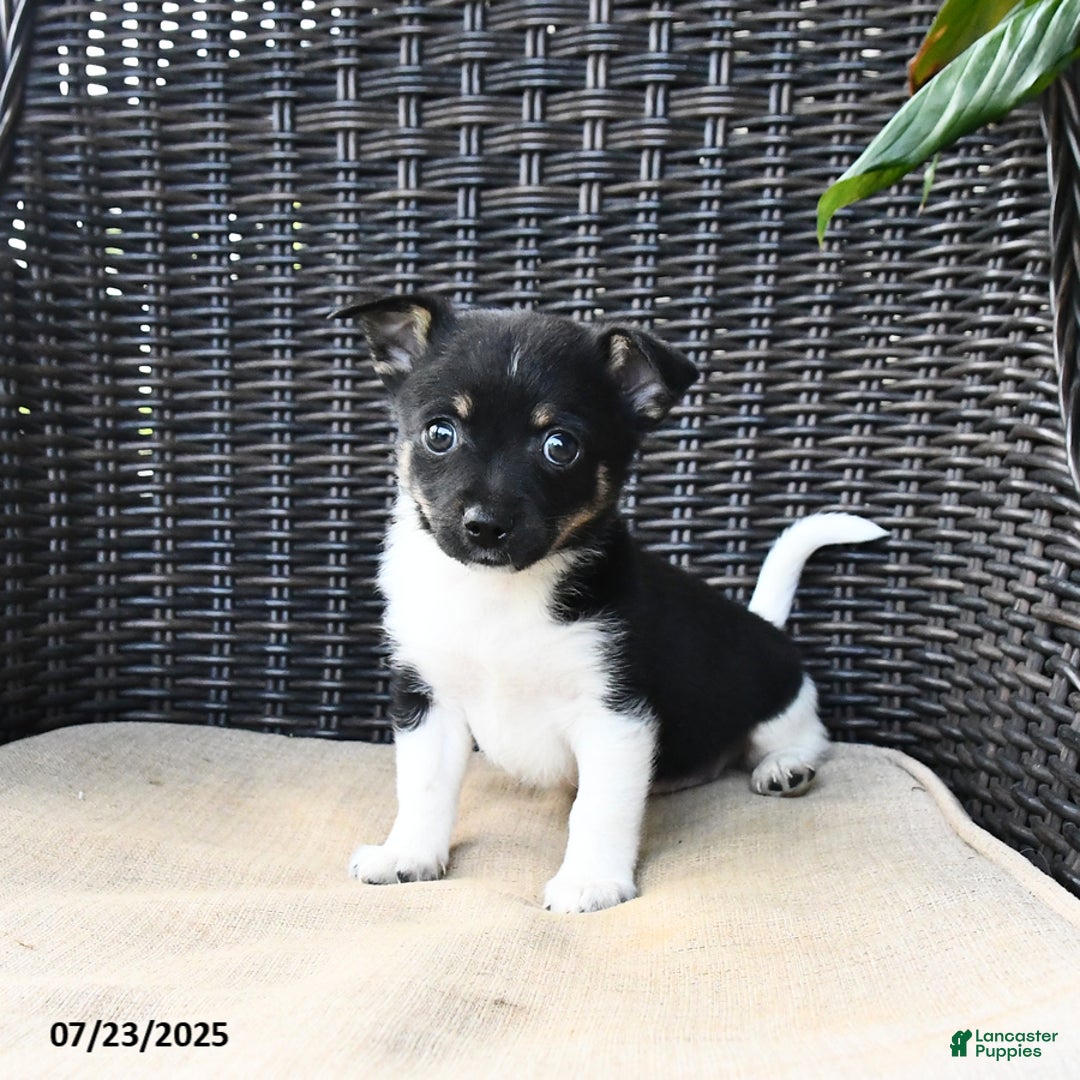 Pomeranian dogs for sale: Ninja - Image 2