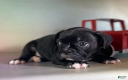 Frenchton dogs for sale: Coal Dna Clear - Image 1
