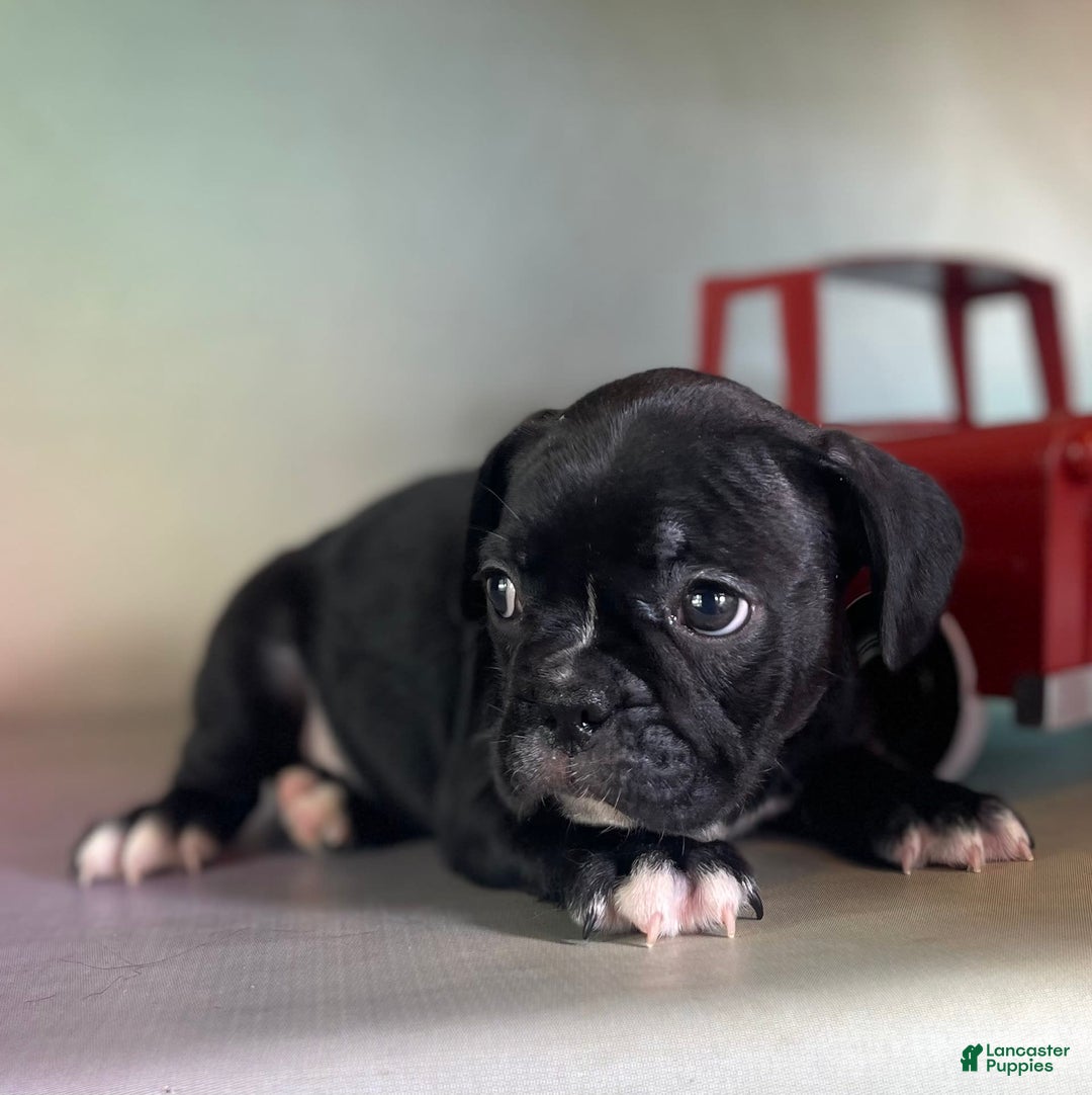Frenchton dogs for sale: Coal Dna Clear - Image 1
