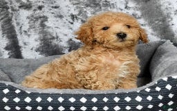Bichpoo dogs for sale: Kent - Image 8