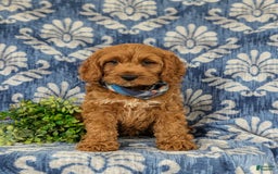 Cockapoo dogs for sale: Fitzgerald - Image 5