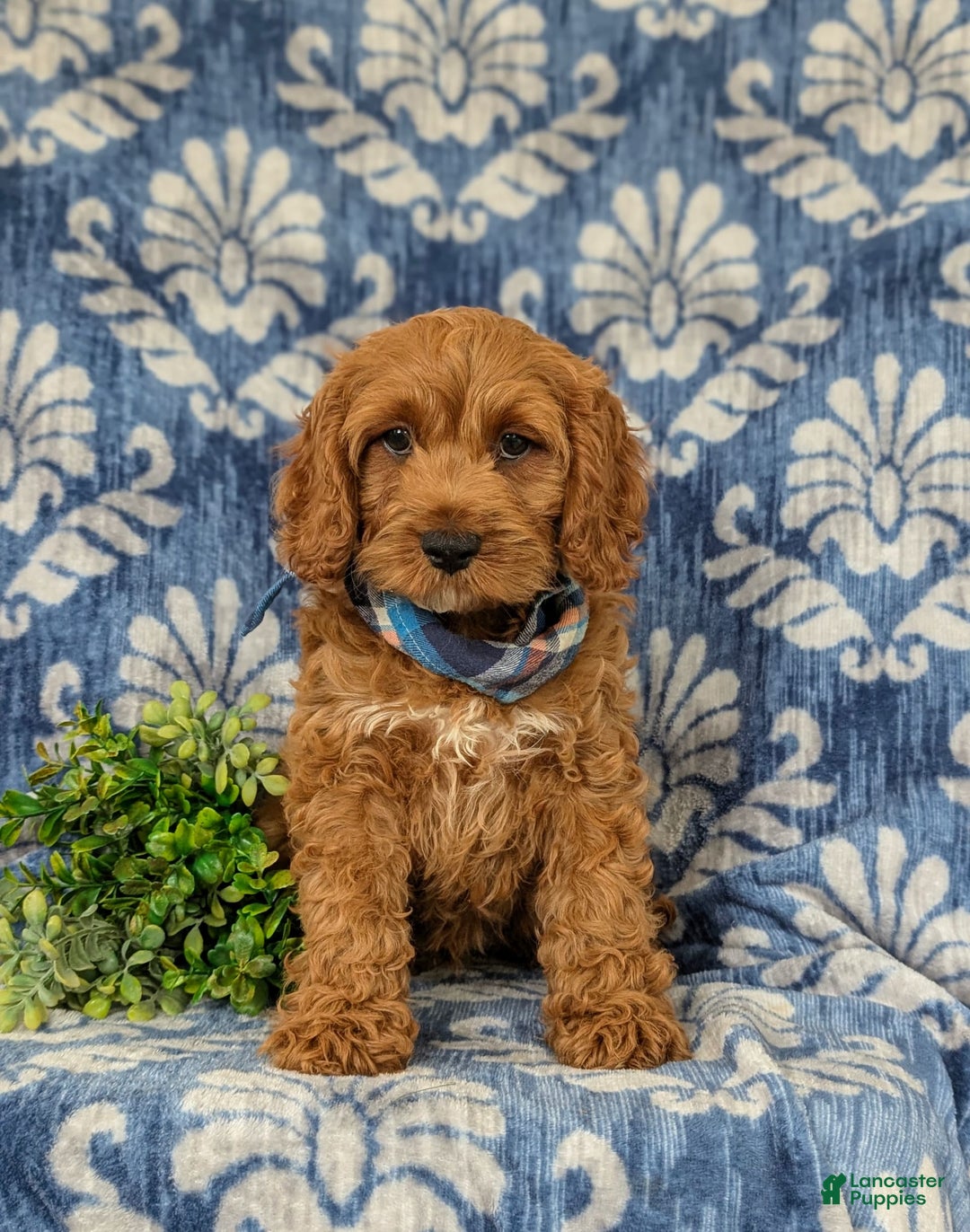 Cockapoo dogs for sale: Fitzgerald - Image 5