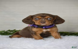 Beaglier dogs for sale: Wren - Image 9