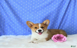 Welsh Corgi Pembroke dogs for sale: Patsy - Image 10