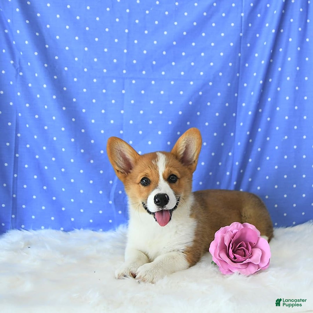 Welsh Corgi Pembroke dogs for sale: Patsy - Image 10