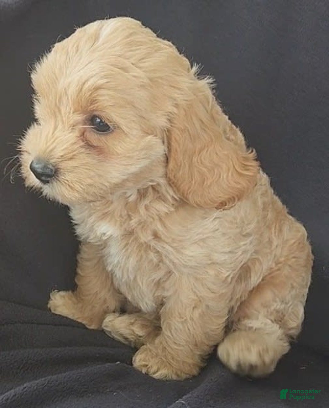 Cockapoo dogs for sale: Bella - Image 3