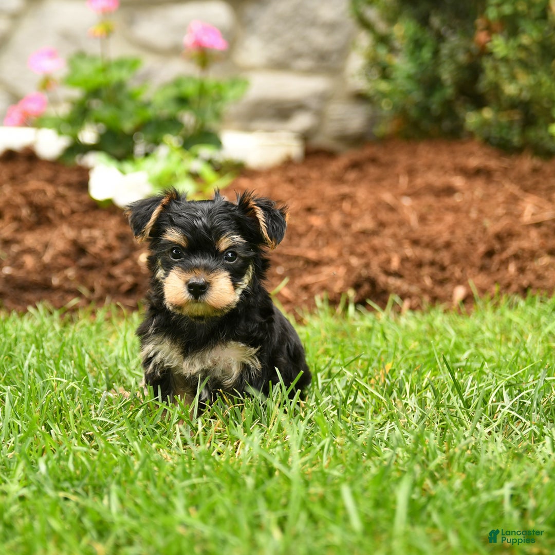Yorkshire Terrier dogs for sale: Roger - Image 1