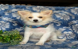 Pomeranian dogs for sale: Keene - Image 1