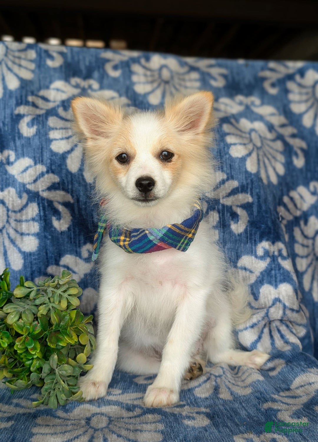 Pomeranian dogs for sale: Keene - Image 1
