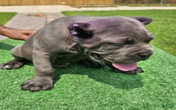 Cane Corso dogs for sale: Dream - Image 1