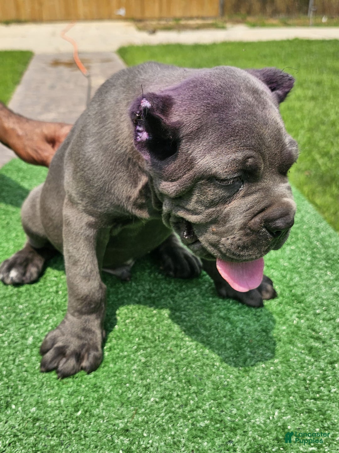 Cane Corso dogs for sale: Dream - Image 1
