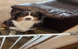 Australian Shepherd dogs for sale: Linus - Image 4
